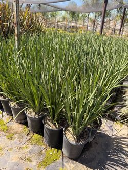 Moraea plants white flower 5 gal