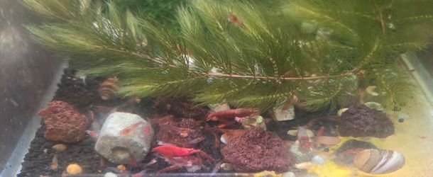 Hornwort Ceratophyllum Live Aquarium Plant Planted Tank Beginner