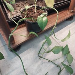 Pothos Plant (6 in)
