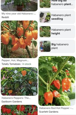 Hot Spicy Habanero Plants 