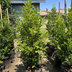 Carolina Cherry Privacy Hedge
