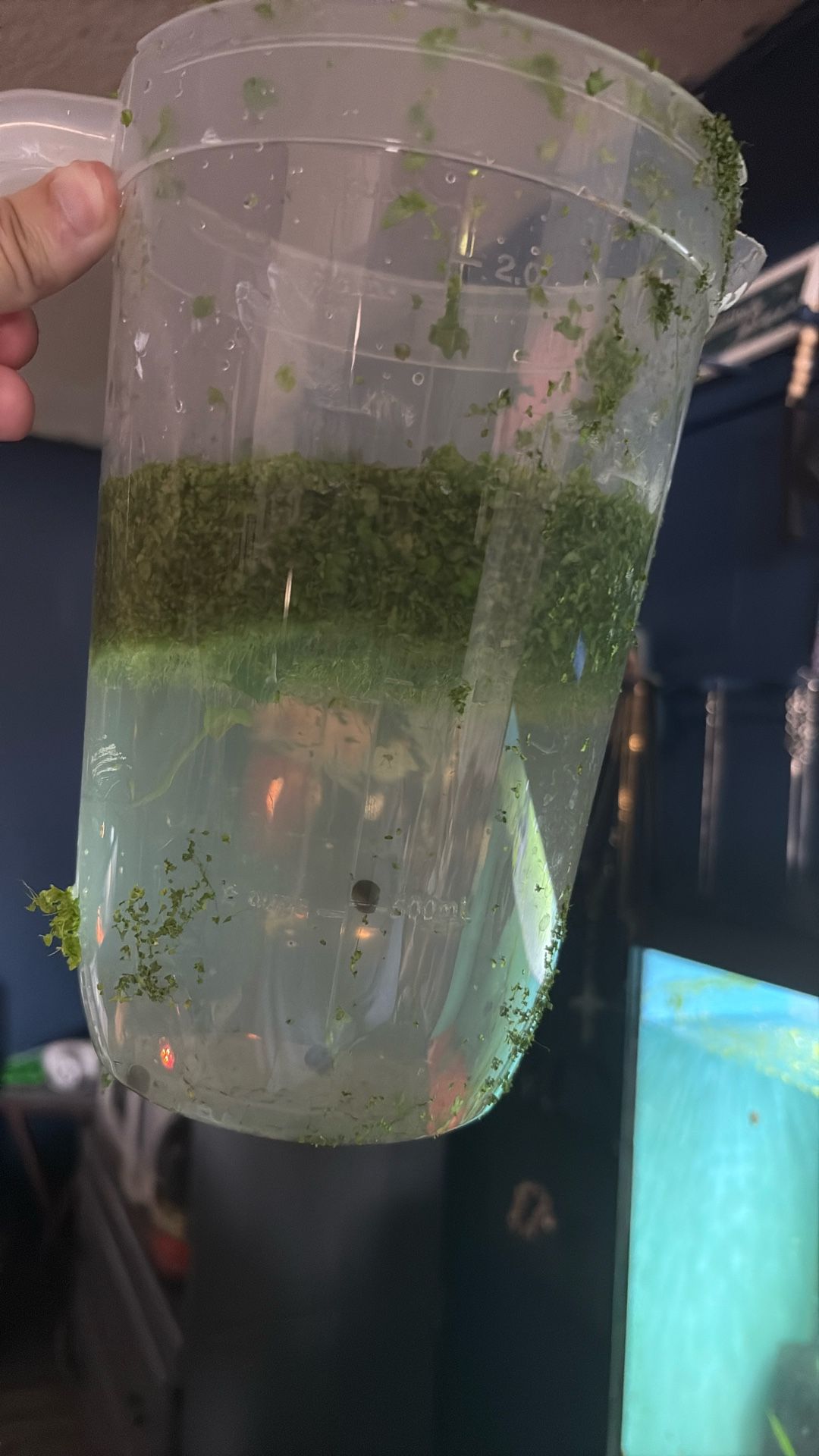 Duckweed