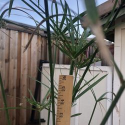 Pond Plant - Umbrella Palm