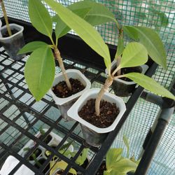 Mystery Plumeria UNKNOWN COLORS $6-Seed Grown -Deltona, FL Pickup Or Ship $3.50