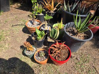 Aloe pack