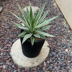 Agave Plant