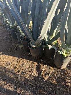 Agave Mezcal