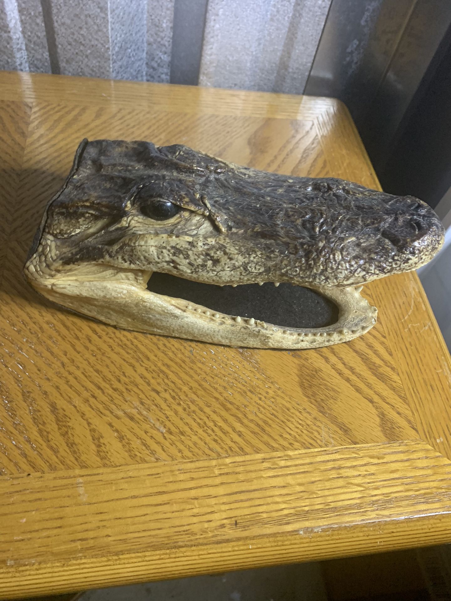 Small Crocodile Head