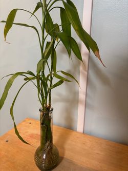 Lucky Bamboo Plant in Glass Vase