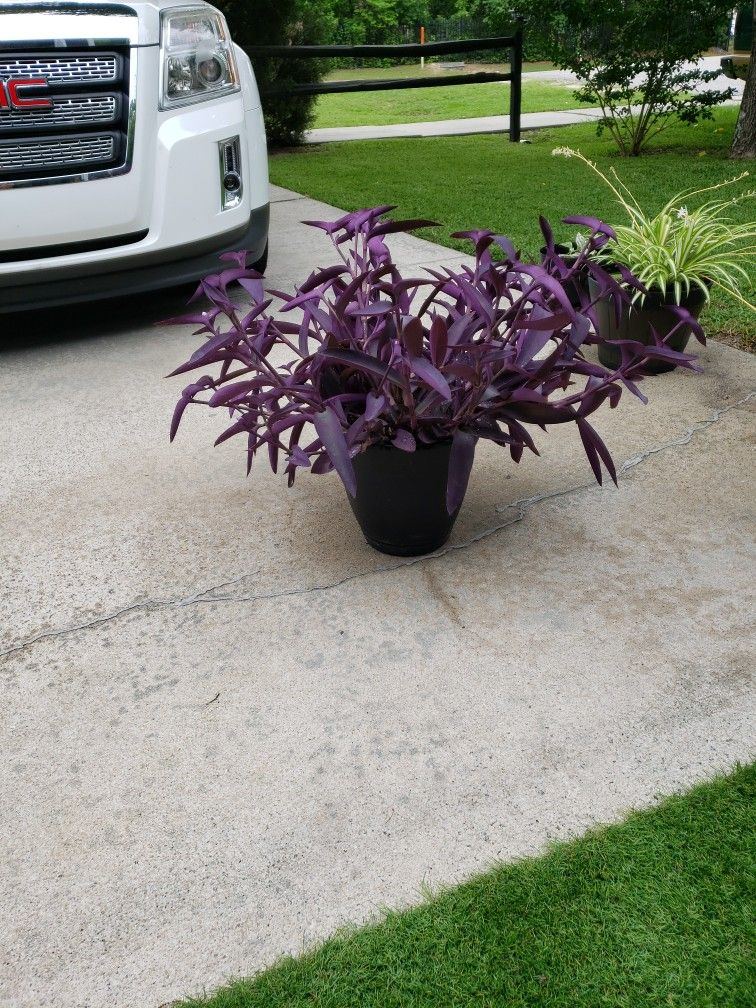 Potted Purple