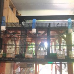 Bird Breeding Cage 30”