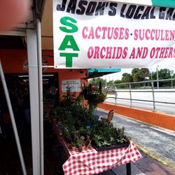 7/31/21 This Weekend Selection At Jason's Local Garden Located In New River Grove In Davie . Last Weekend Of Each Month Orchids Blow Out 