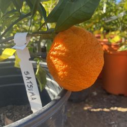 5 Gallon Size- Citrus Trees- Fruiting Age-