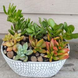 Succulent Mix Pot 🪴 