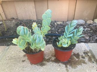 Kalanchoe marnieriana Marnier’s Kalanchoe Succulents Waterwise Plants in 4” Pot
