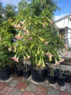 Plant
