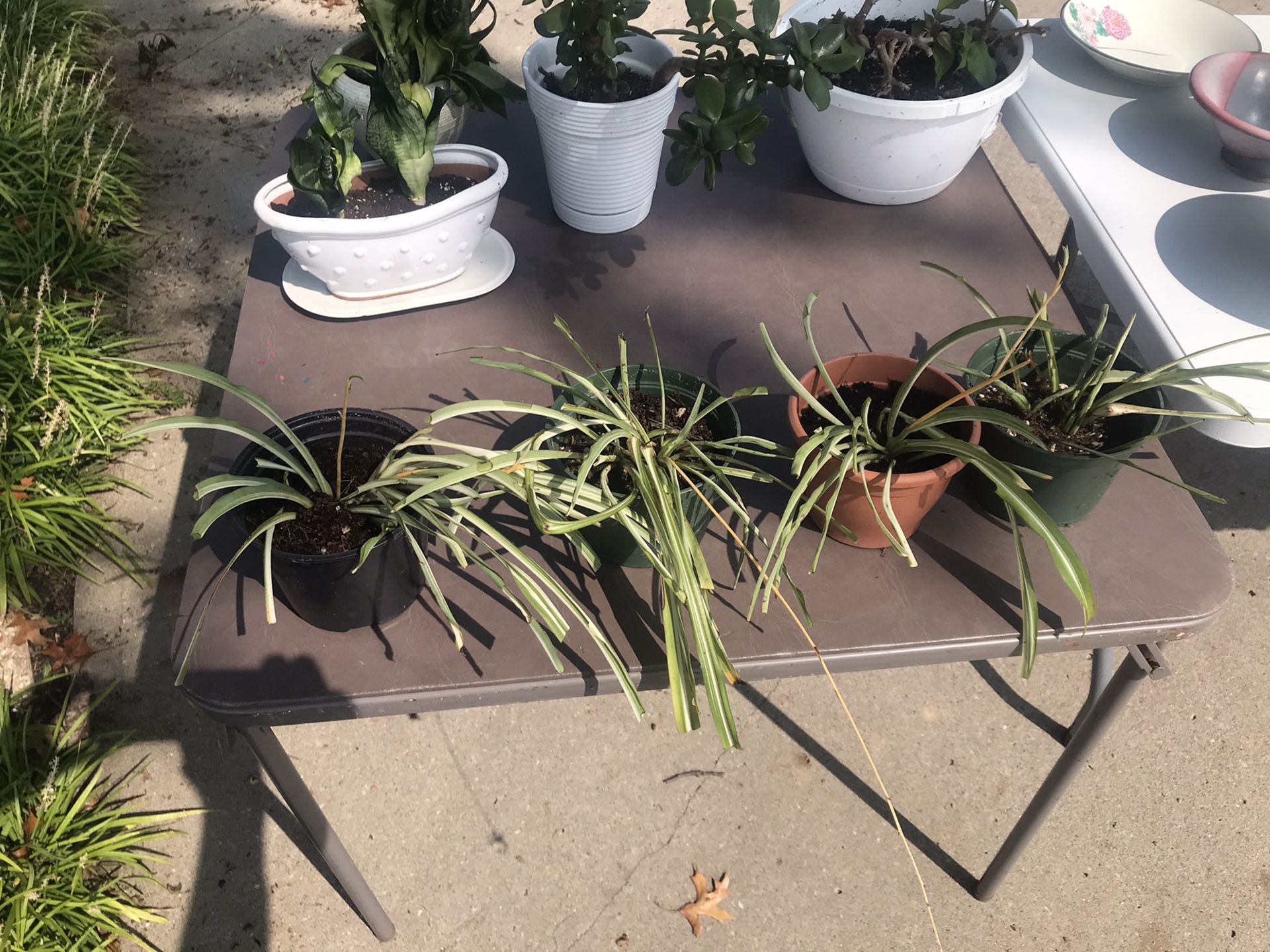 Various house plants