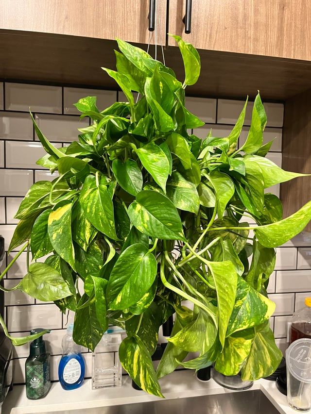 Lush Trailing high variegation golden Pothos Money Plant/ indoor plant/ house plant/ flower patio garden