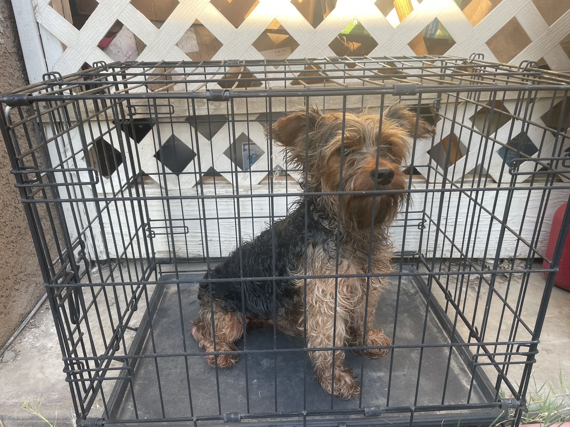 Small Dog Cage