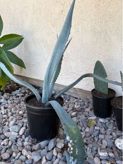 Cactus/agave