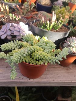 BEAUTIFUL PLANTS 🪴 IN THE 6" POT $9.