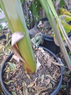 Banana