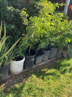 Part two of the many plants for sale