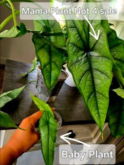 Alocasia Dragon Breath Corms
