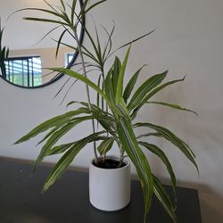 Spider Plant (Chlorophytum) + Dracaena  – Easy Care Indoor Plant