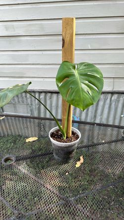 Monstera