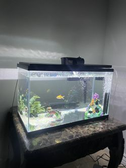 Fish Tank