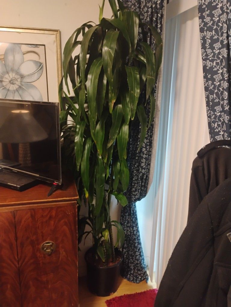 2xCorn Plants 7feet Tall Each Pot 2x