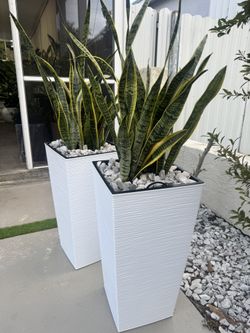 Base 27” Más Planta Natural $95 Cada Una 