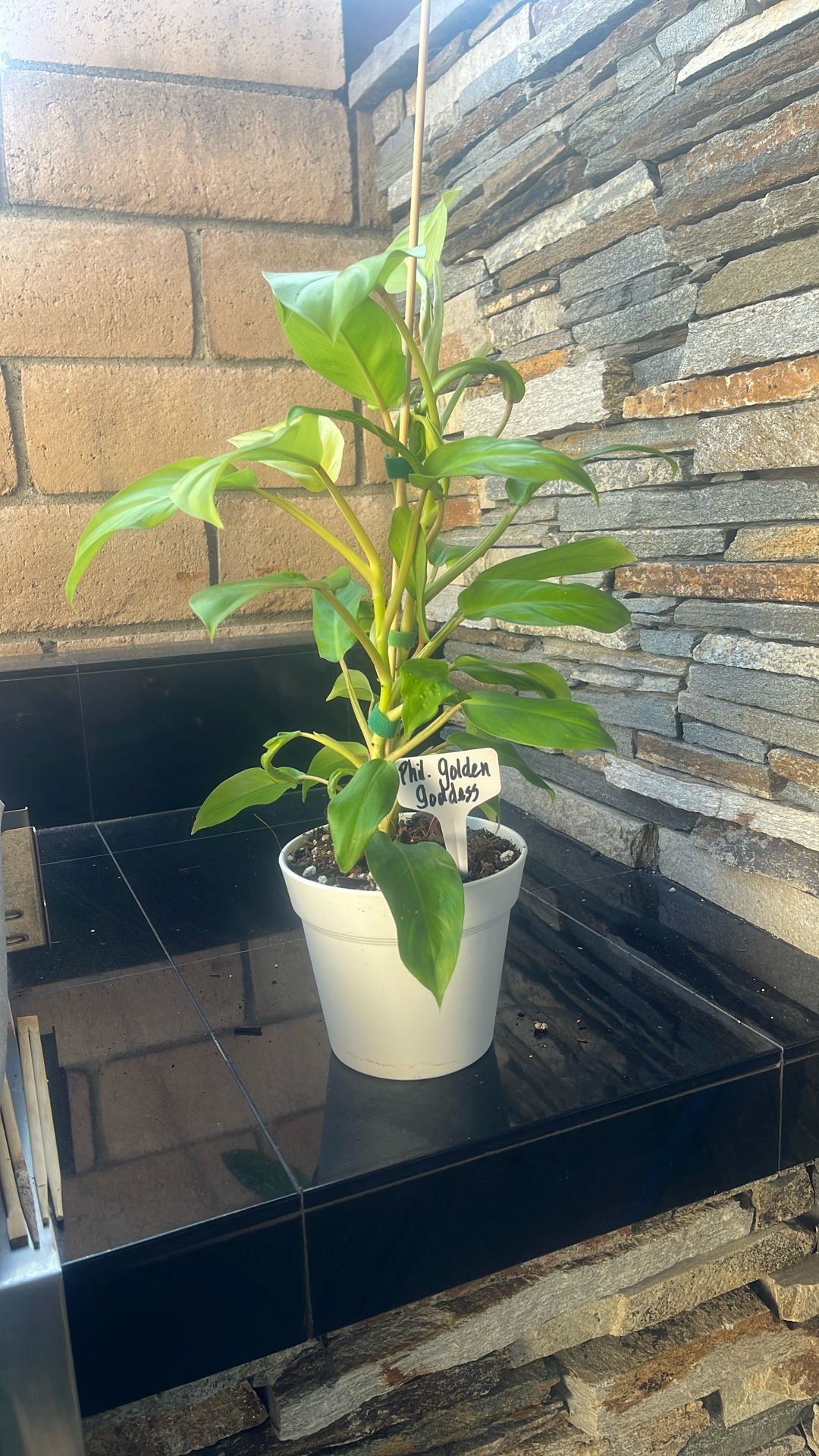 Philodendron Golden Goddess Exact Plant