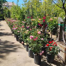 Alan's nursery