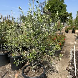 Olive Multi Trunk Tree