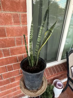 Spider Mother In Law Snake Plants Aloe Vera