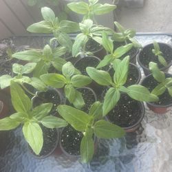 Velvet Queen Sunflower