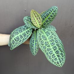Xl Labisia Turtle back Plant 