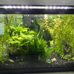 Freshwater Fish Tank With Live Fish And Plants