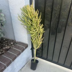 Firestick Succulent 45 Inches Tall