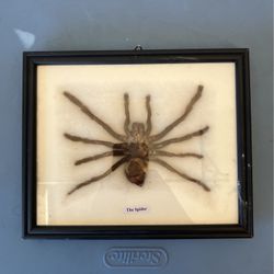 Spider 