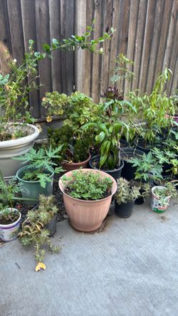 Plants