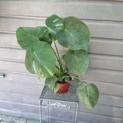 6” monstera deliciosa