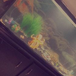 65 Gallon Tank With Stand 