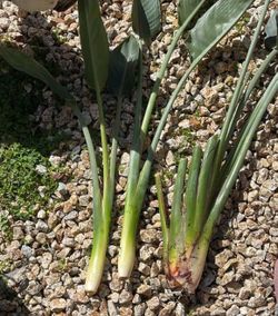 FREE Bird of paradise stems