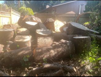 Free Blue Spruce Logs