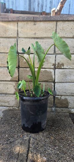 Taros Plants grow in the pot 2.5ft tall.