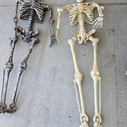 Two Skeleton For Halloween