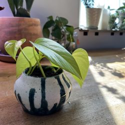 Neon Pothos & Ceramic Pot